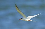 Forster's Tern